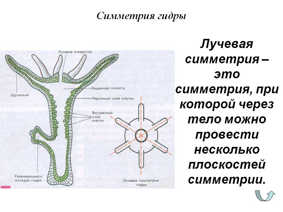 Кракен зеркало onion